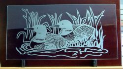 An engraving of two birds swimming in water surrounded by plants, displayed upright on a dark-colored background.